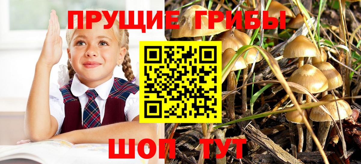 Галлюциногенные грибы Cubensis  Вход с VPN  Советск 